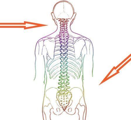 Anatomische Darstellung eines menschlichen Rückens mit Wirbelsäule und farbigen Markierungen in der Mitte.